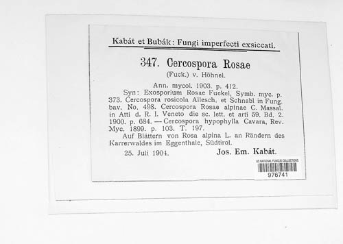 Passalora rosae image